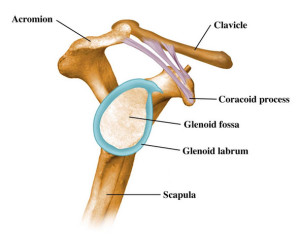 Chiropractor Shoulder Impingement Syndrome Pain