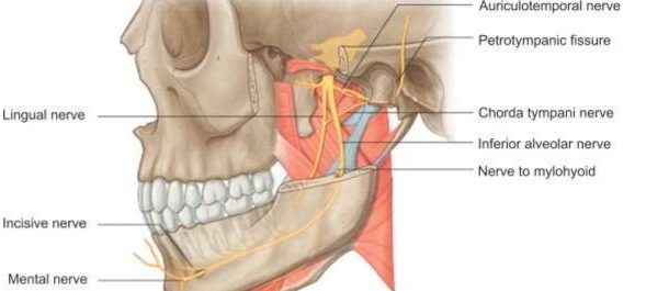 TMJ Anatomy